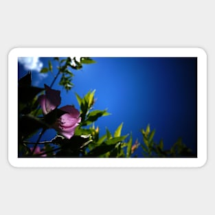 Back-lit Pink Beach Rose Sticker